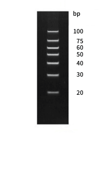 DNA Smallの電気泳動図