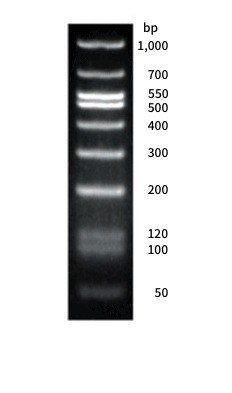 DNA Low Dの電気泳動図
