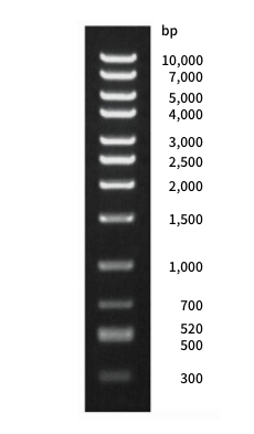 DNA High Dの電気泳動図