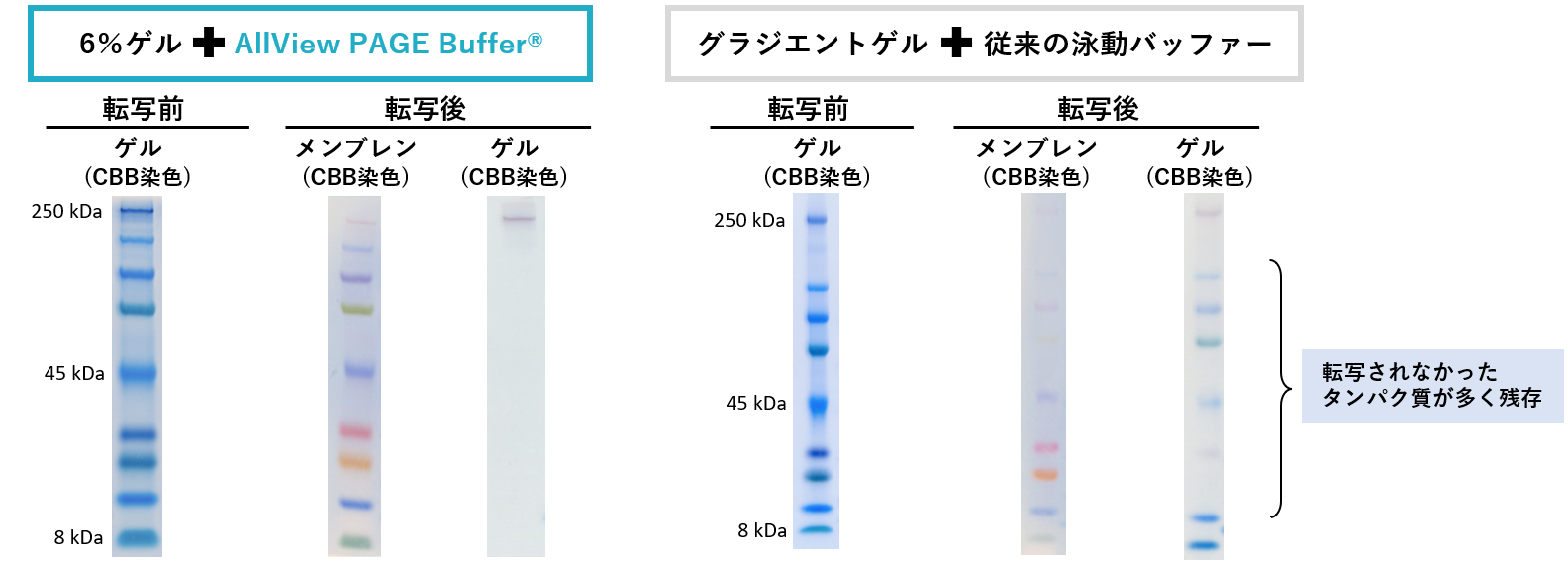 AllView Bufferと6％ゲルまたは従来のSDS-PAGE泳動バッファーとグラジエントゲル（5～20％）を用いて泳動したゲルと転写後のメンブレンの比較