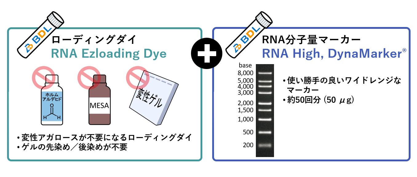 変性アガロースゲル電気泳動について