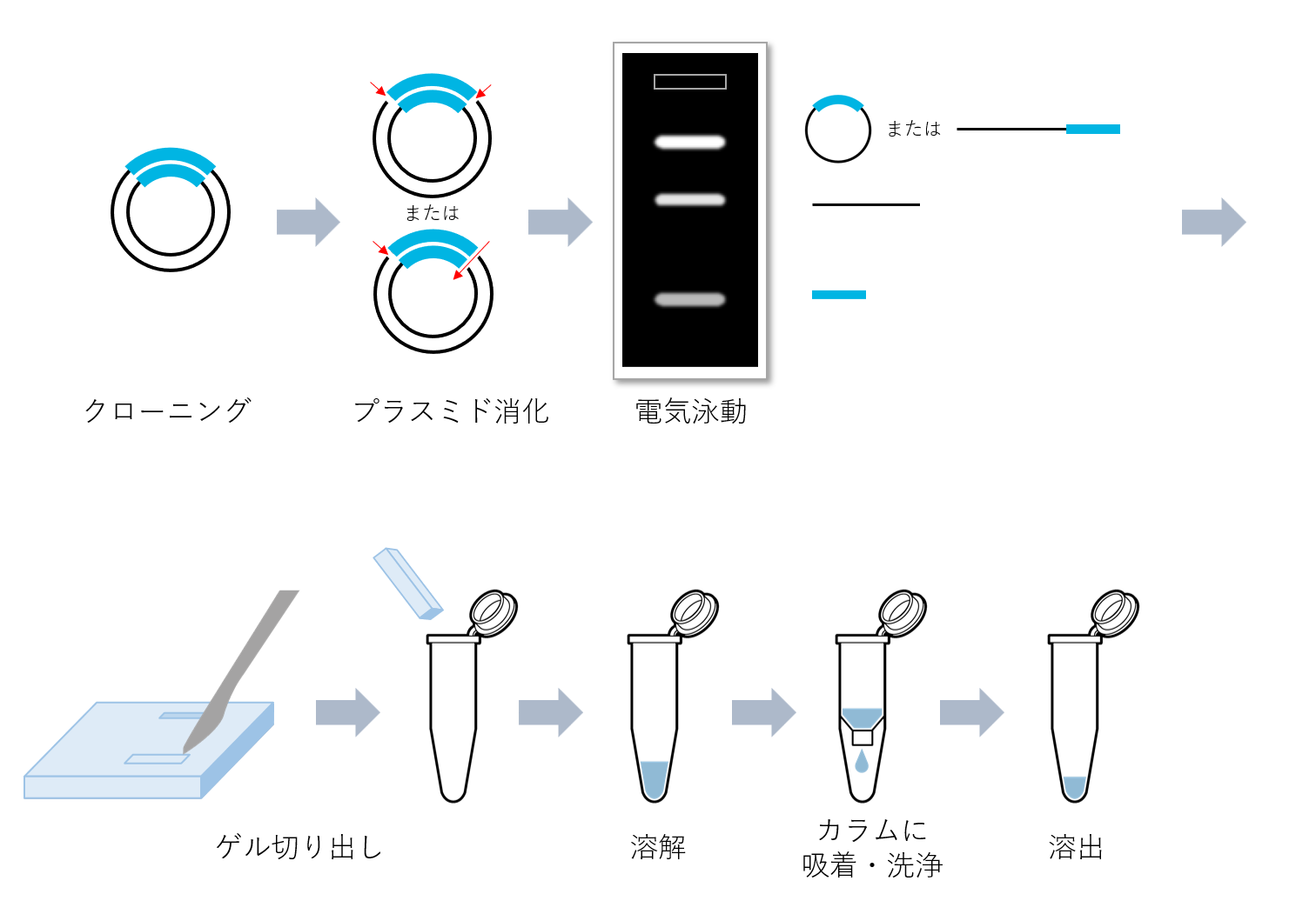 Long ssDNA Preparation Kitの操作方法概略